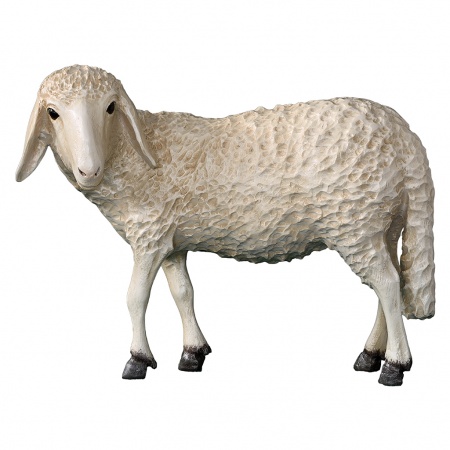 Mouton Fibre