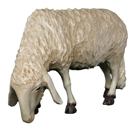 Mouton Fibre