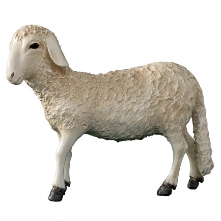 Mouton Fibre